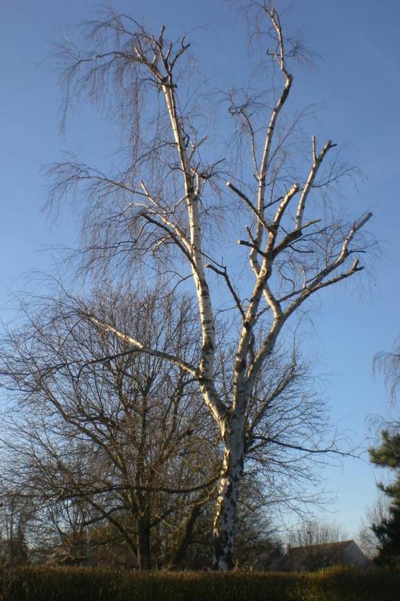 Elagage d'arbre avec Eric Fligny à Montfermeil