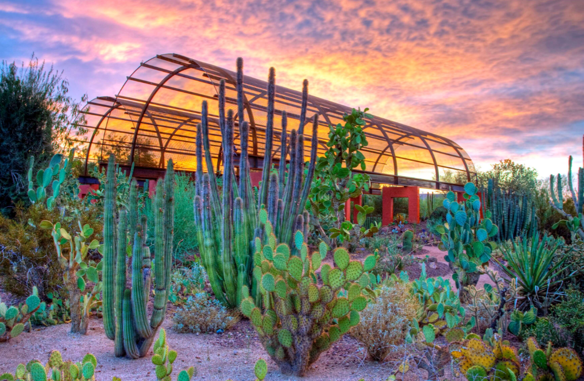 Desert Botanical Garden | A Complete Visitor's Guide