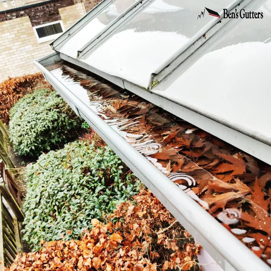 Gutter filled with wet autumn leaves beside shrubs and a house roofline under skylights