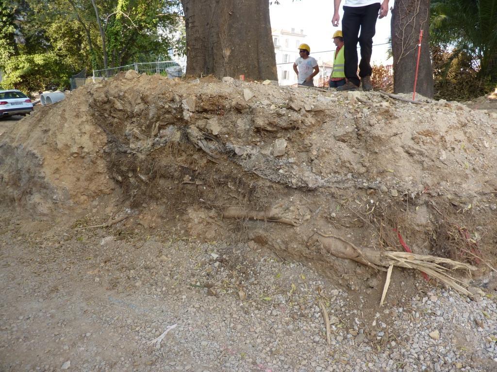 Diagnostic sanitaire - racines et urbanisme