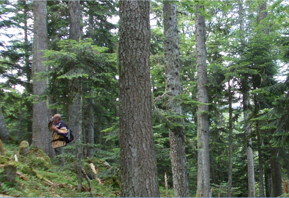 Mesures dendrométriques