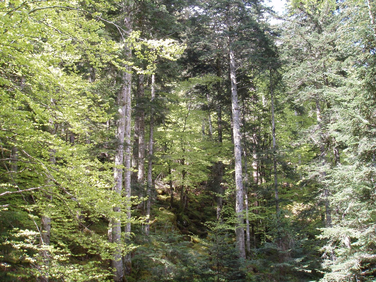 Futaie mixte sapins et hêtres