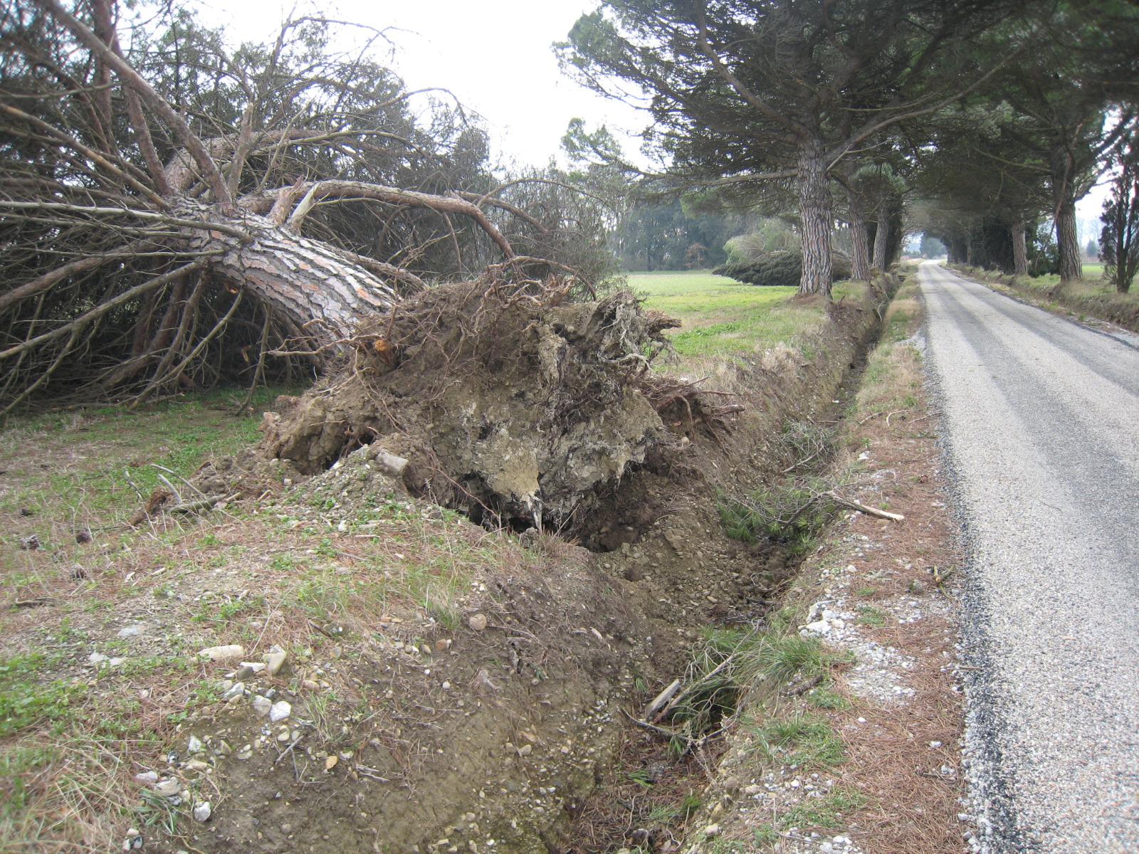 Déracinement suite au creusement du fossé