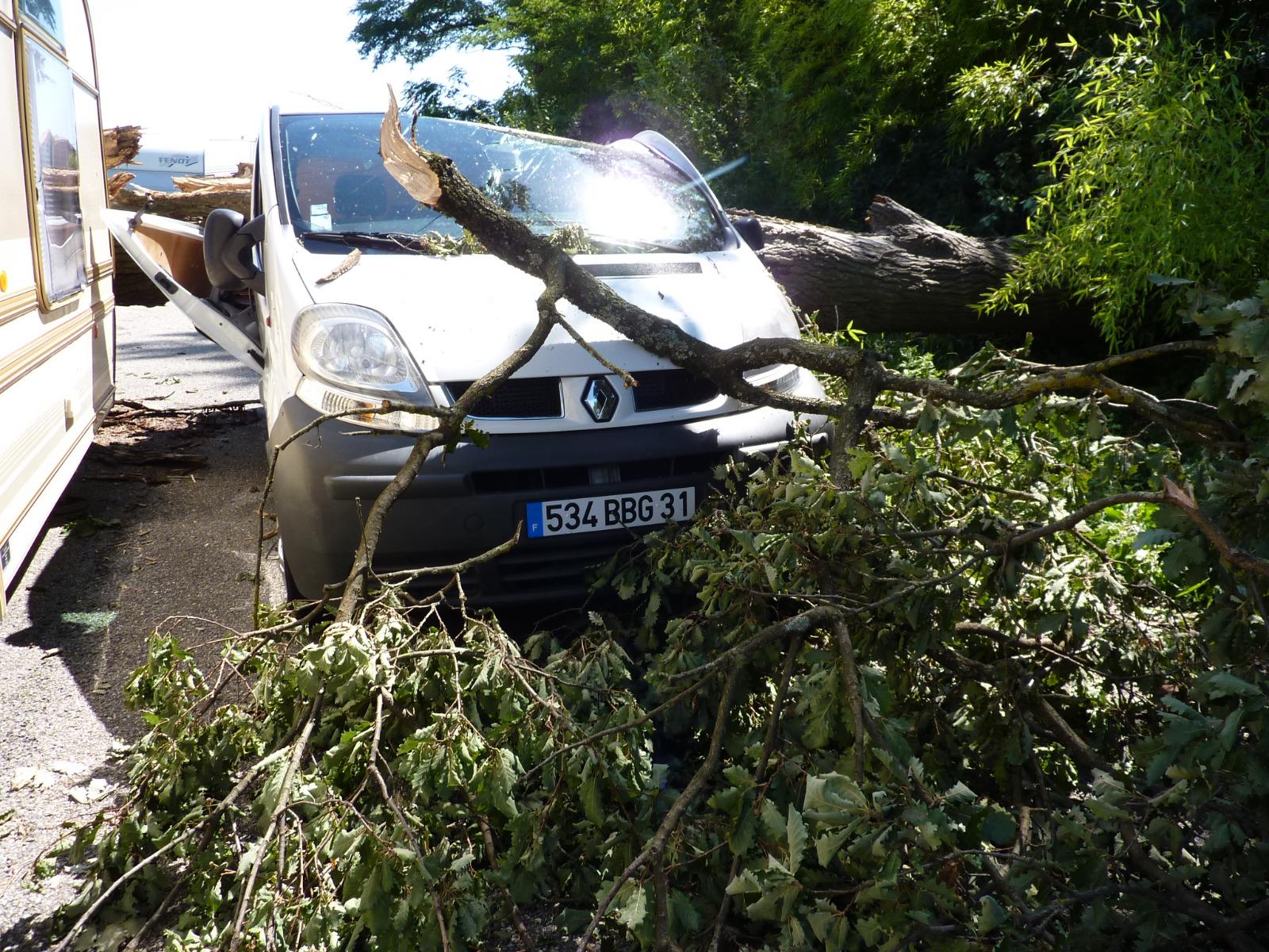 Diagnostic sanitaire - analyse de la chute arbre