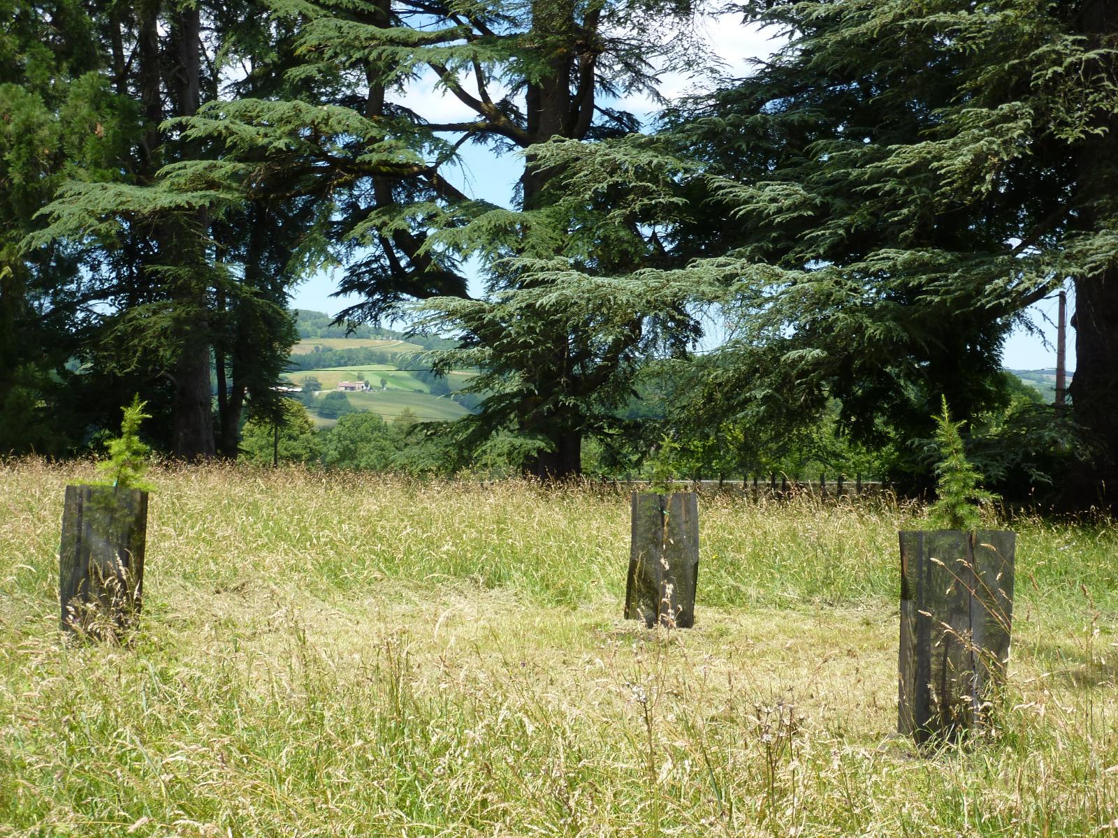 Régénération dans un parc (4)