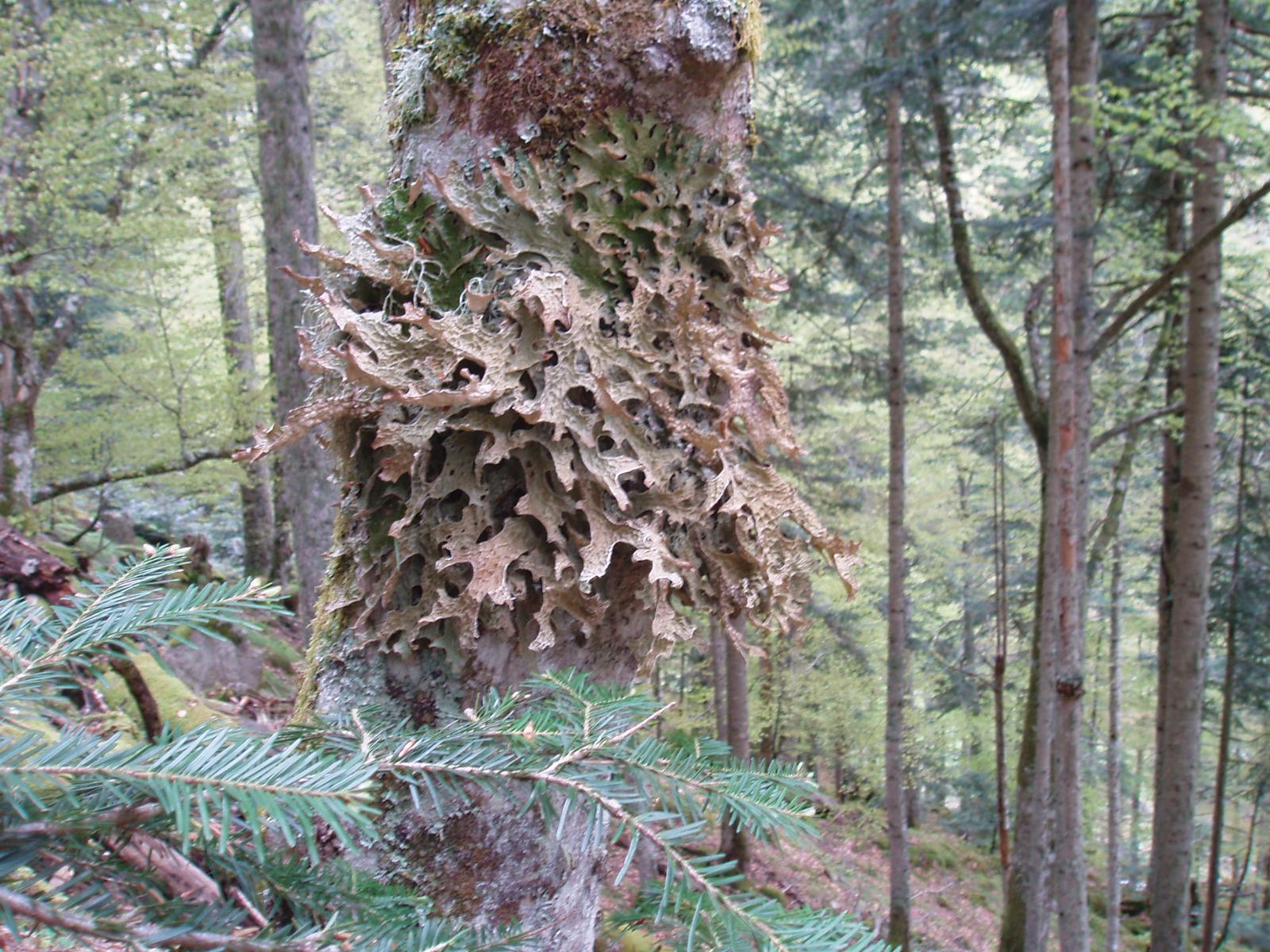 Lobaria pulmonaria - lichen sur hêtre