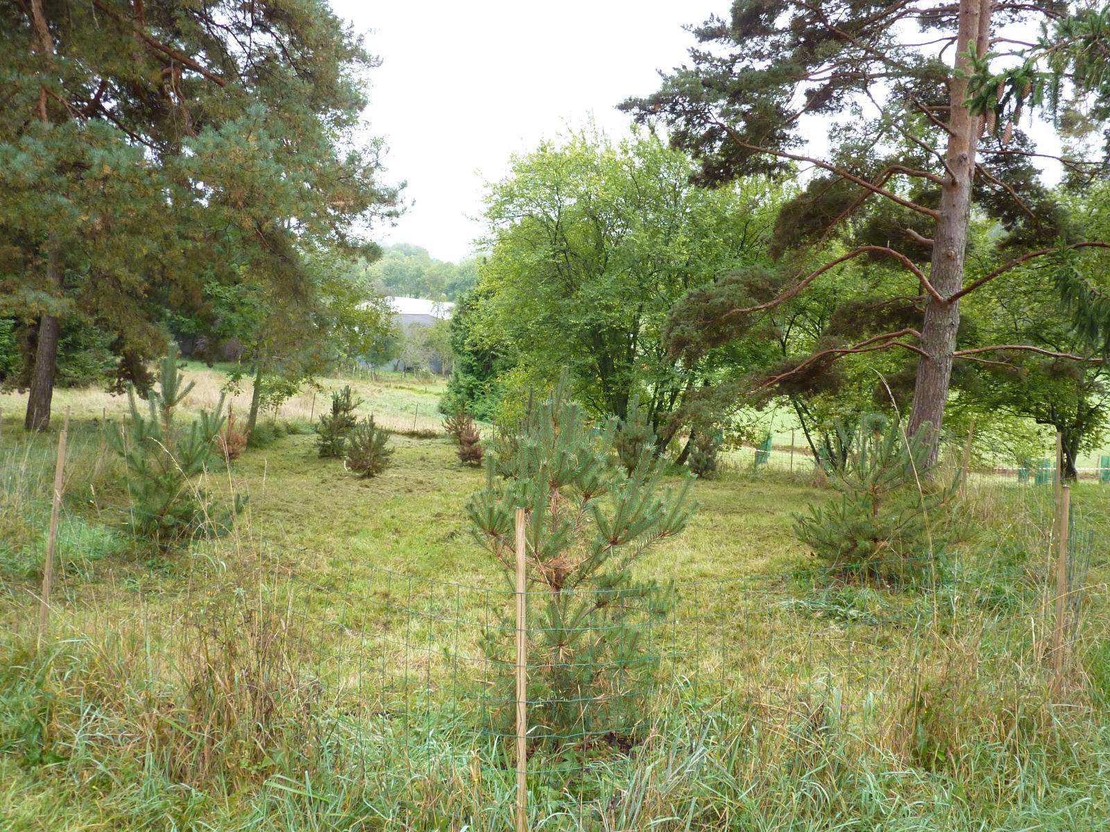 Régénération dans un parc