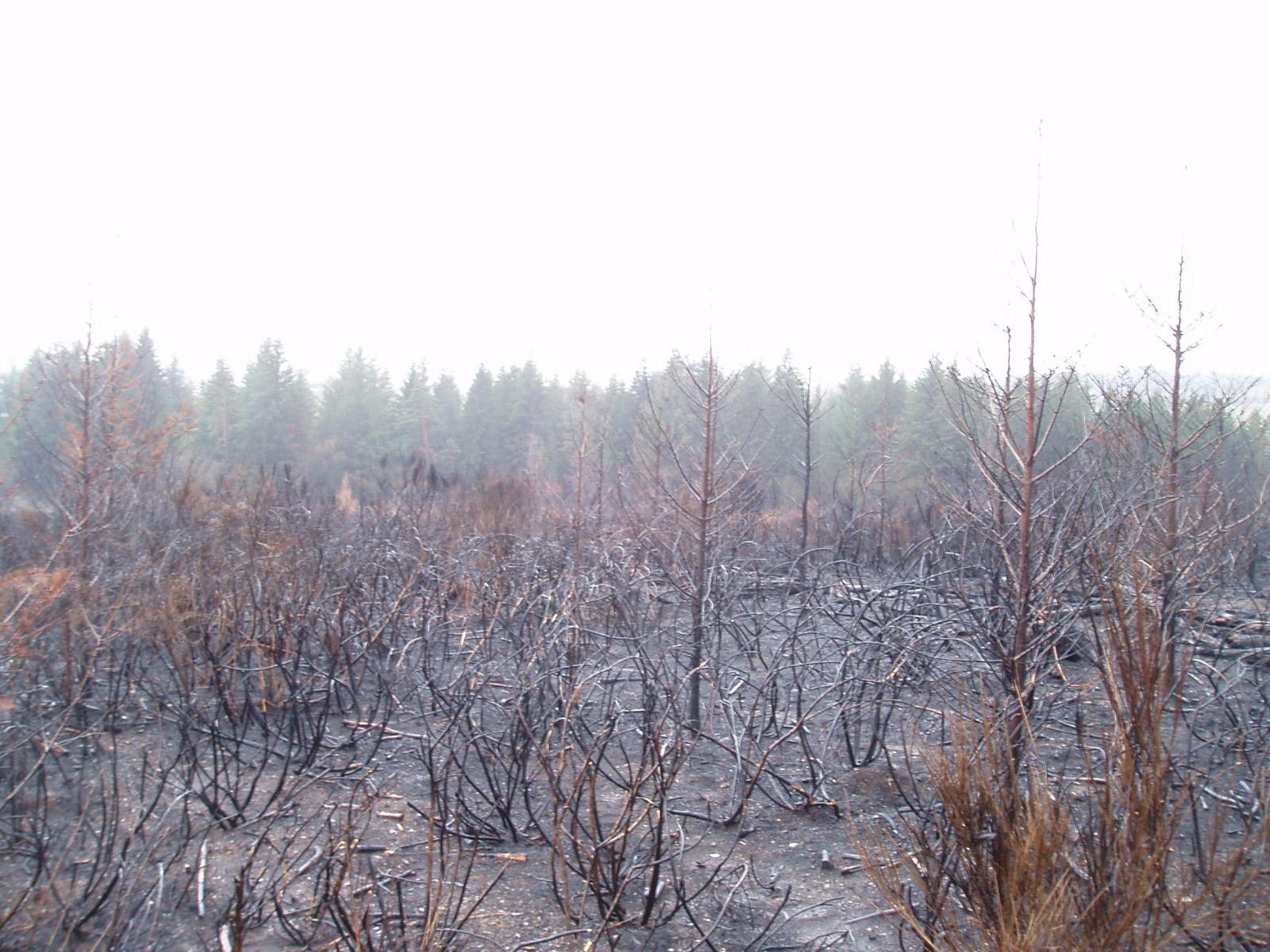 Calcul indemnités boisement incendié (2)