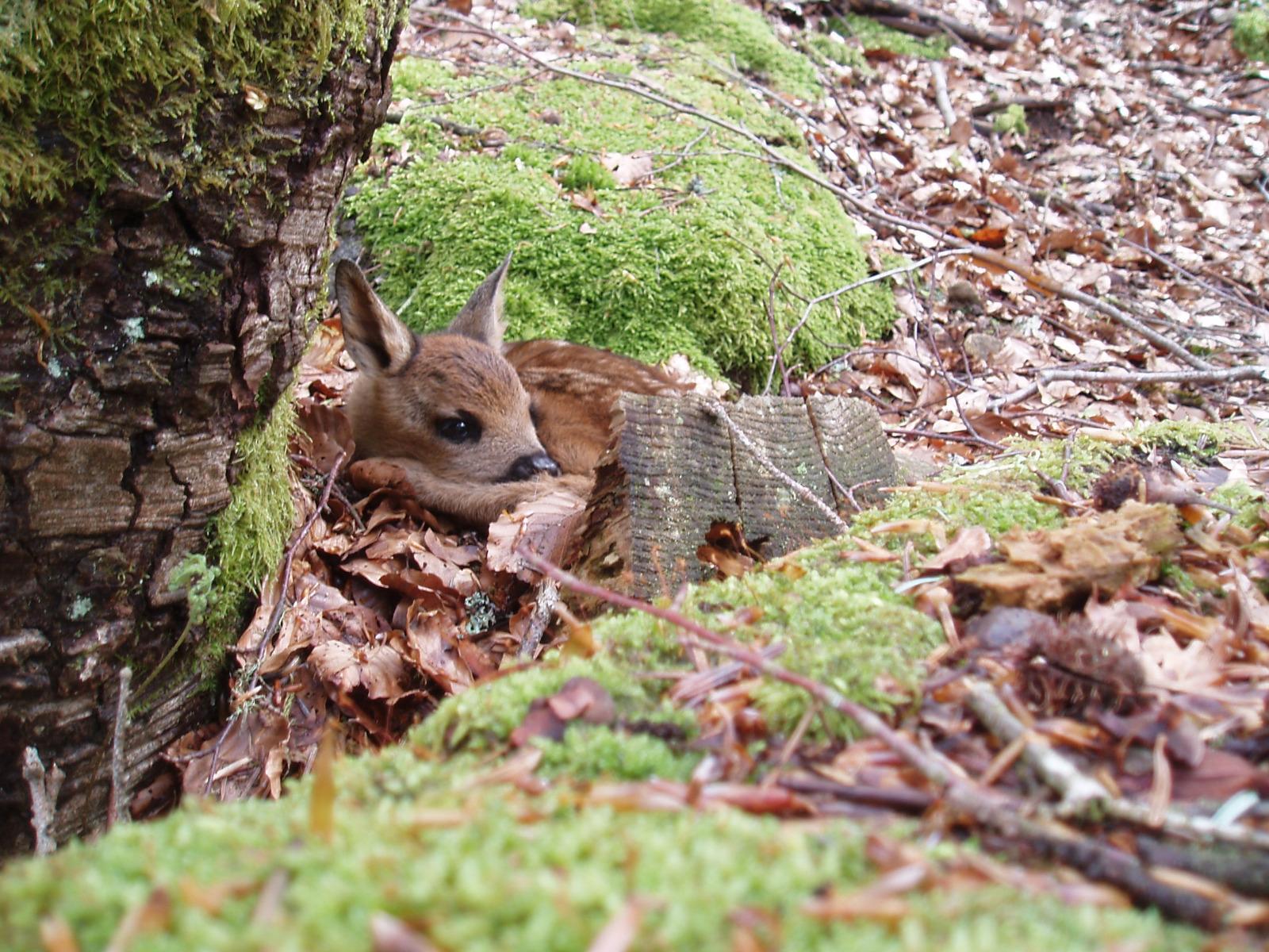 Jeune faon en forêt