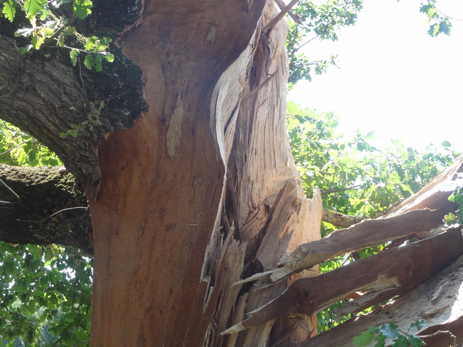 Dégât de fourdre sur un chêne