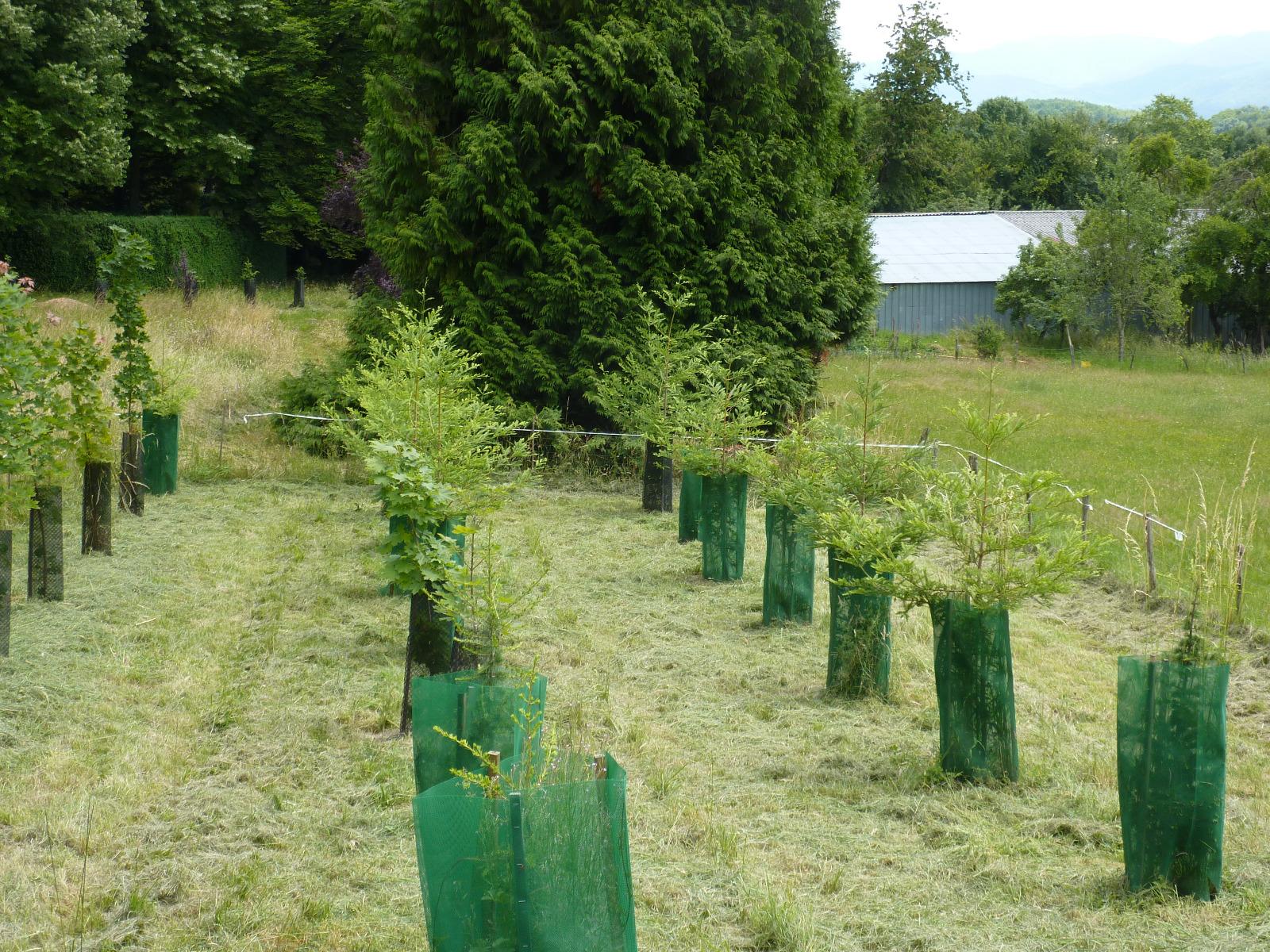 Régénération dans un parc (2)