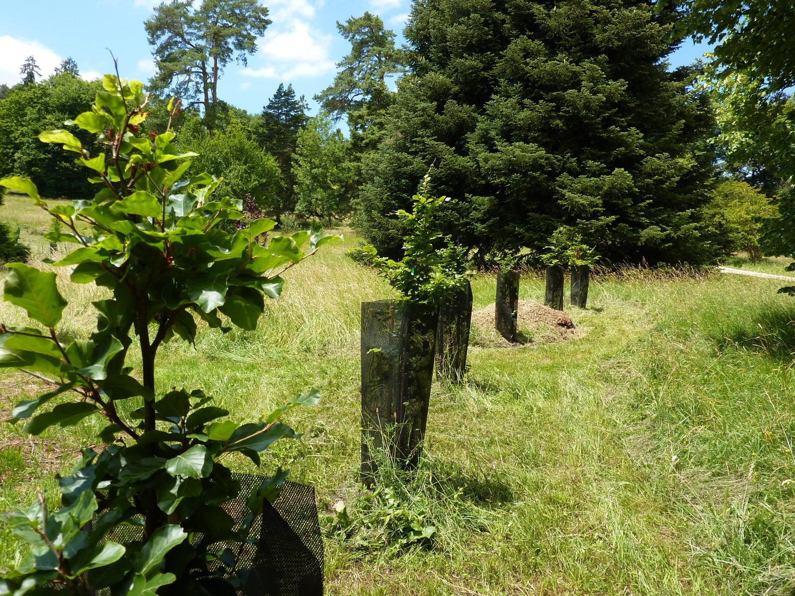 Régénération dans un parc (3)
