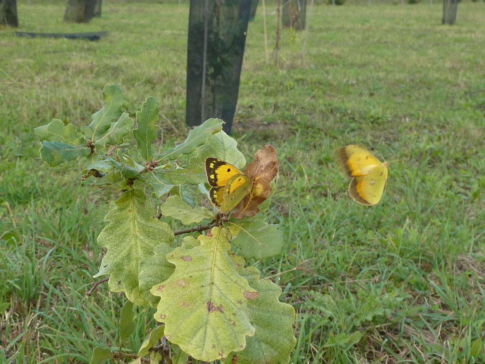 Jeune plant de chêne