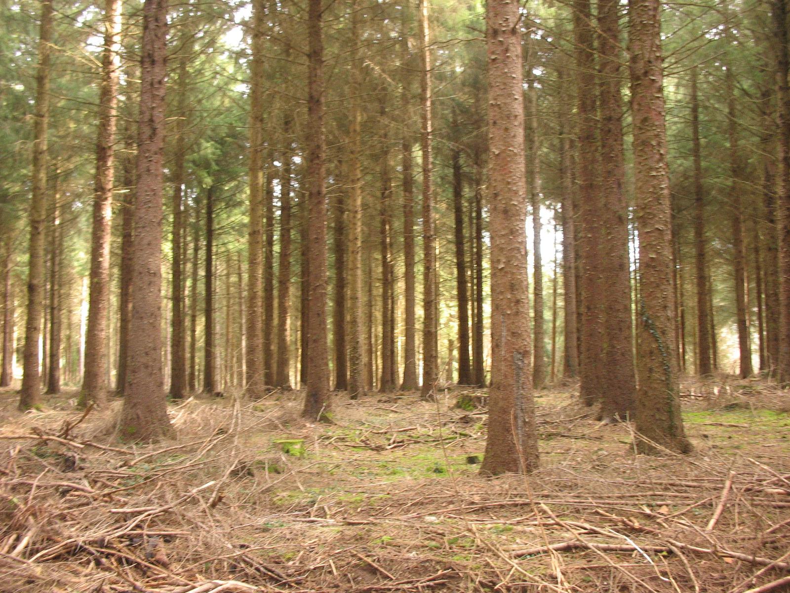 Futaie régulière de douglas