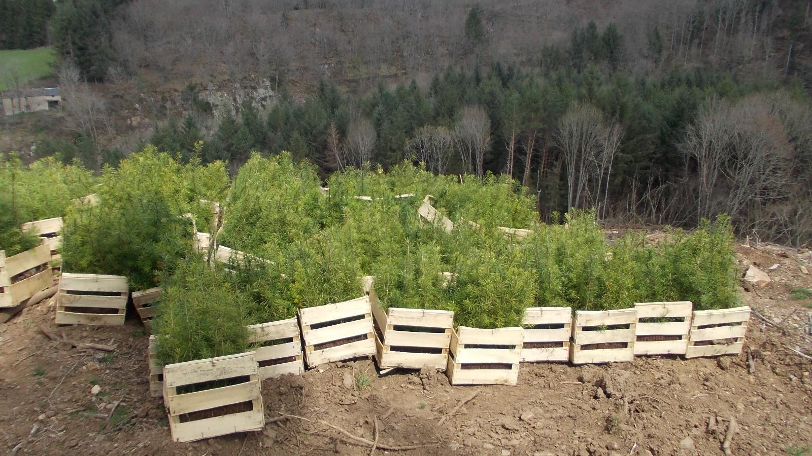 Réception plants forestiers