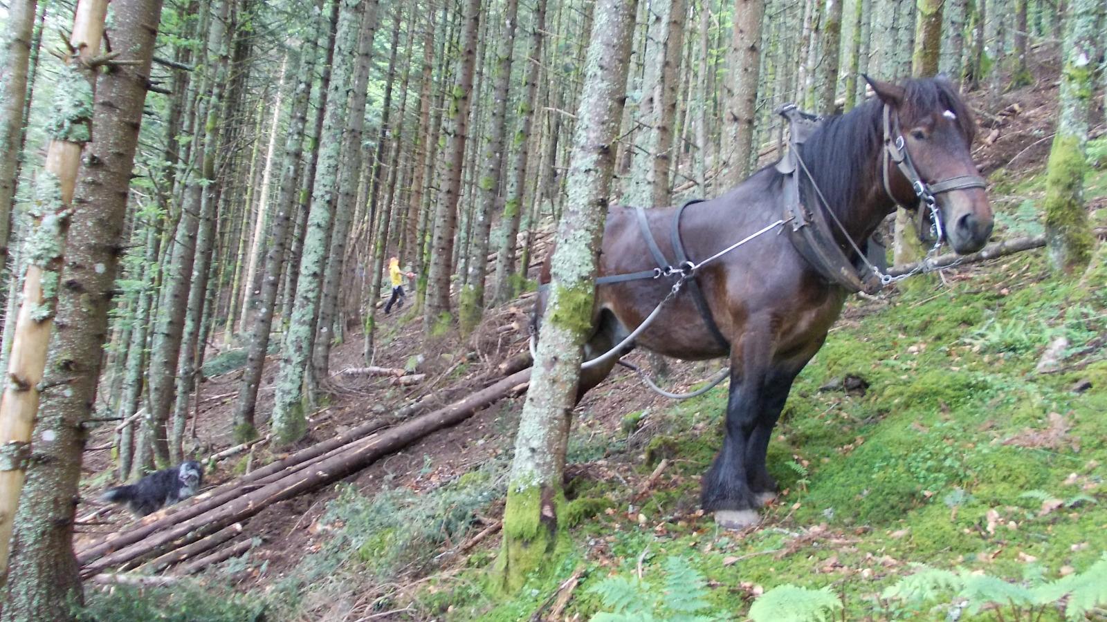 Débardage à cheval - méthode alternative