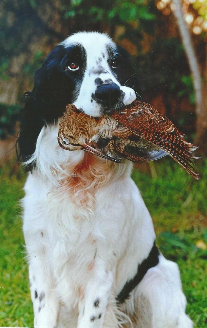 Springer Spaniel