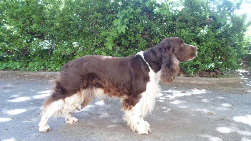 Chien Springer Spaniel anglais marron et blanc debout à l'extérieur, regardant vers la droite.