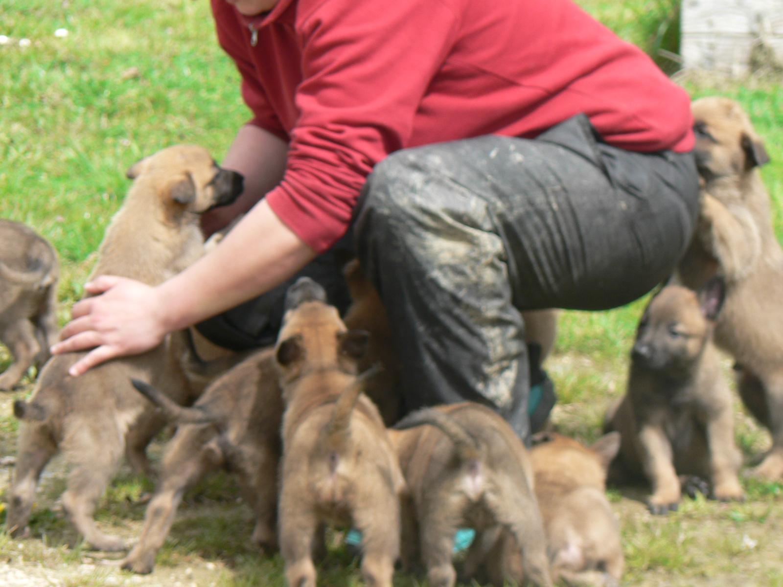Élevage et dressage canin