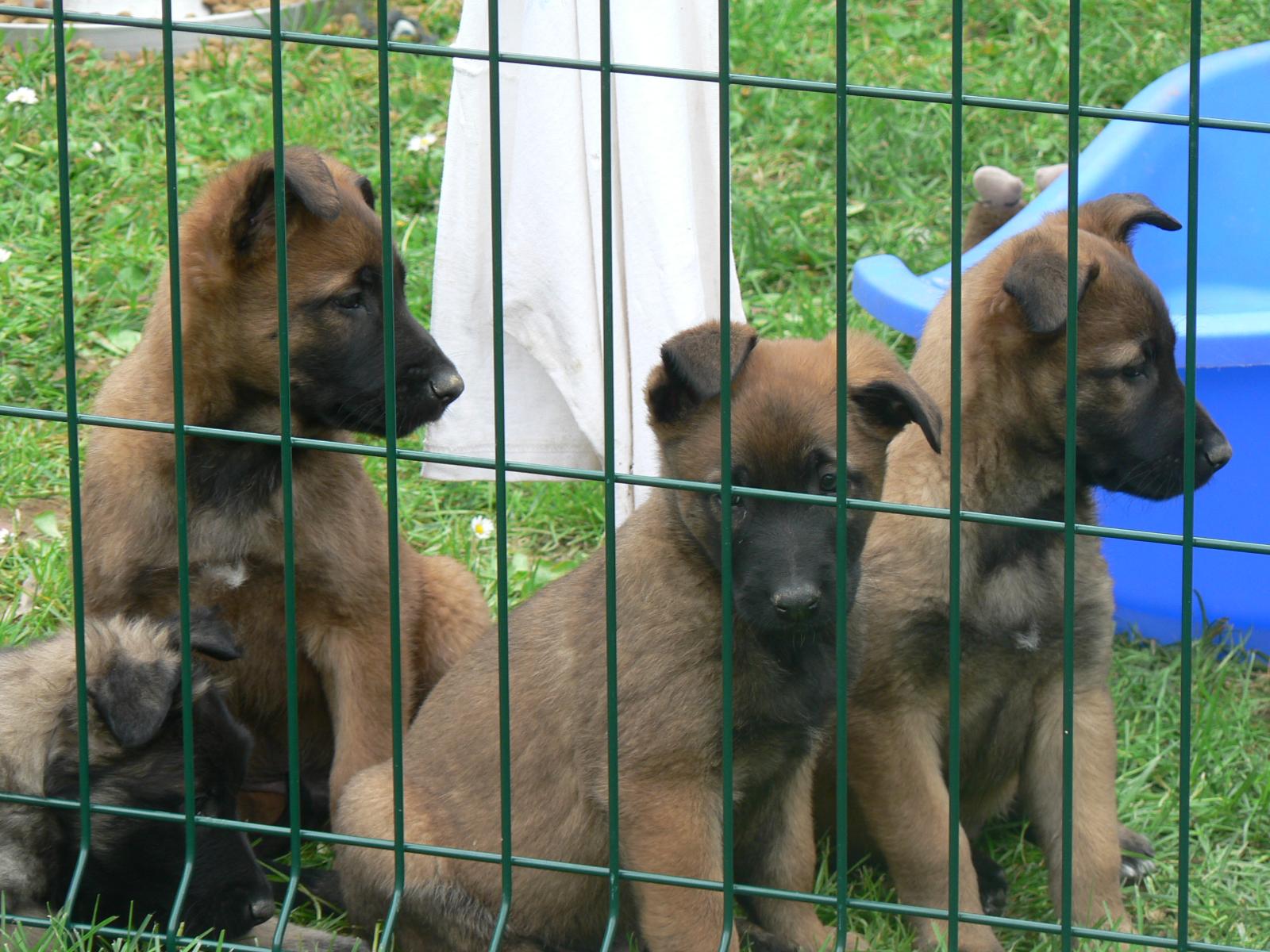 Chiots bergers belges malinois