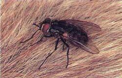 Controlo Mosquitos Melgas