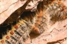 Controlo Praga do Pinheiro