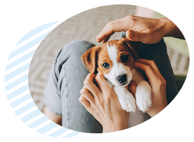 רפואת גורים