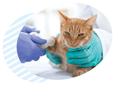 כירורגיה ואשפוז