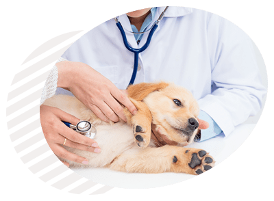 רפואה פנימית