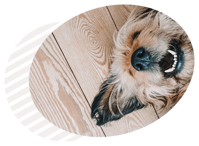 ניקוי שיניים