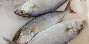 ייעוץ לגבי הדג המתאים עבורכם