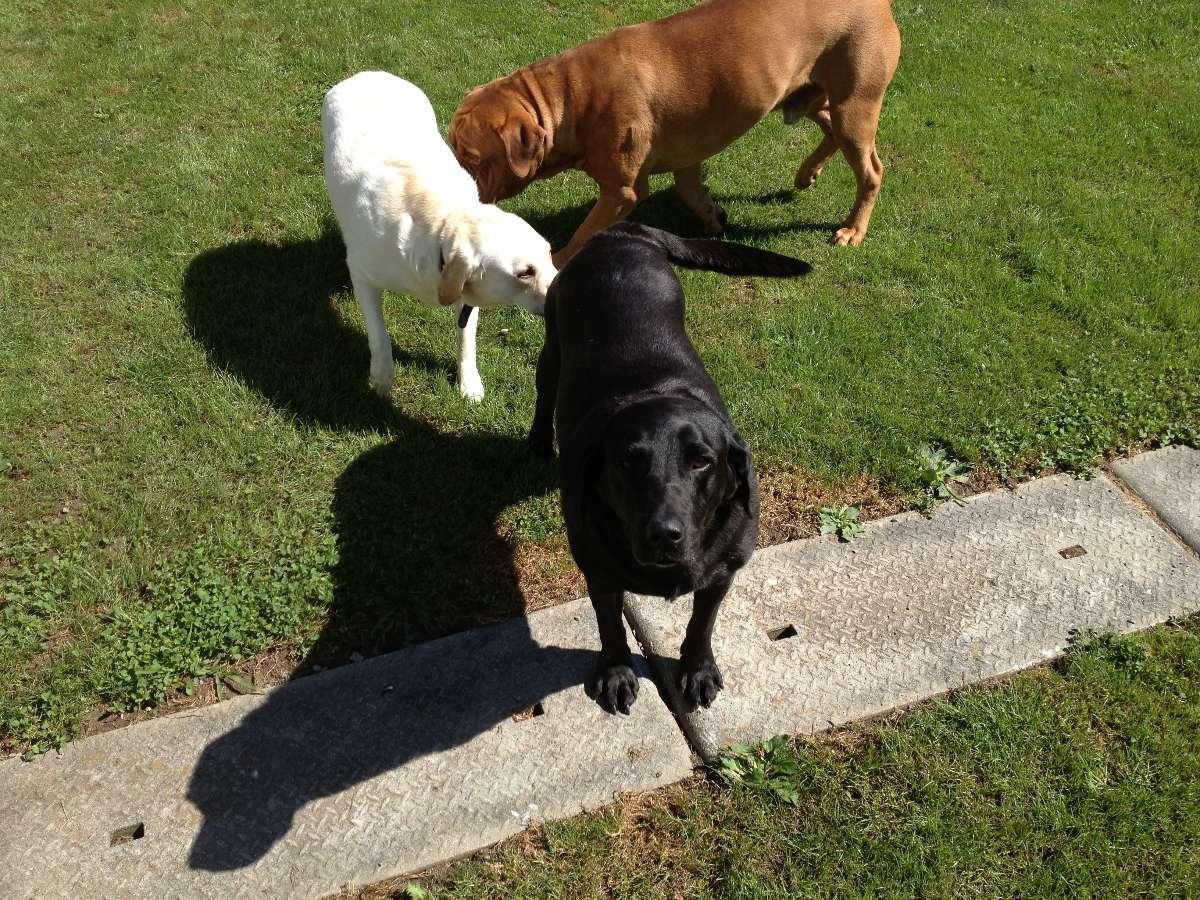 Pension pour chiens - Ayze - Haute-Savoie (74) Proche Genève