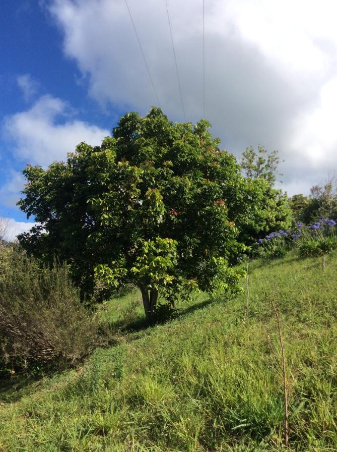 Taille longani reunion 97427