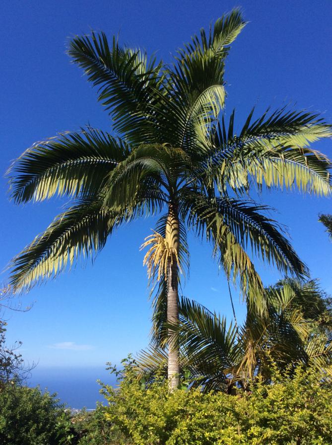 Nettoyage de cocotier reunion 97427