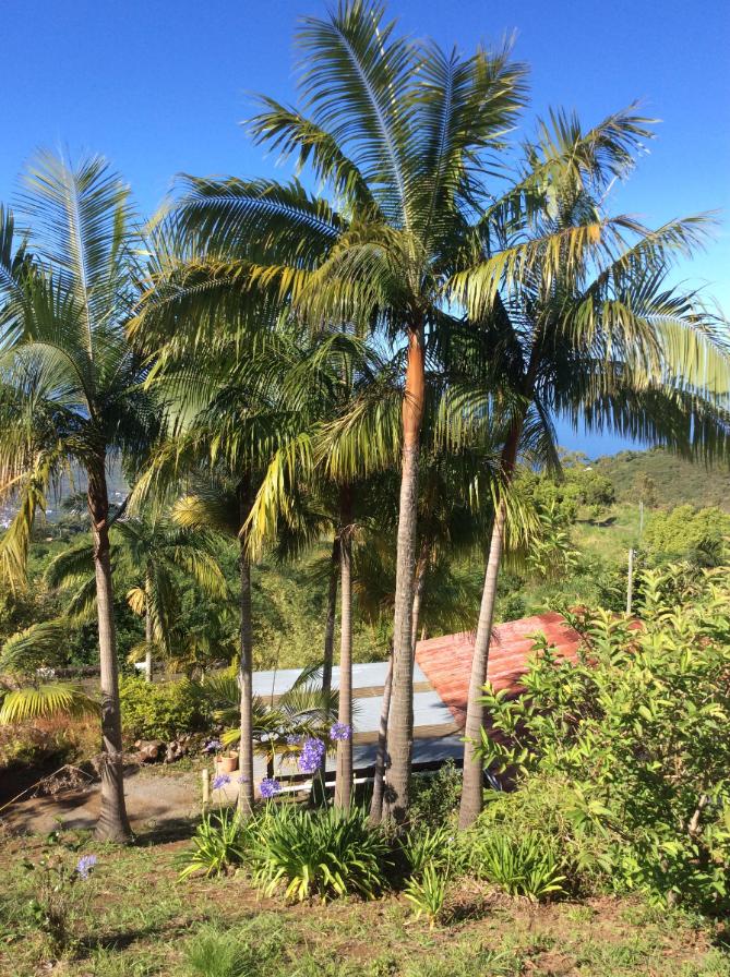 Abattage palmiste reunion 97427