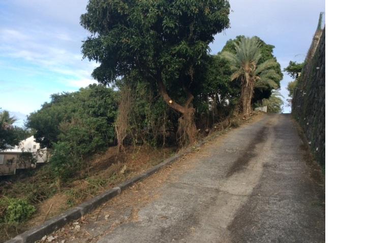 Elagage d'arbres sur chemin après intervention