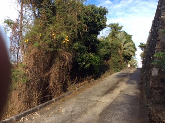 Elagage d'arbres sur chemin avant intervention