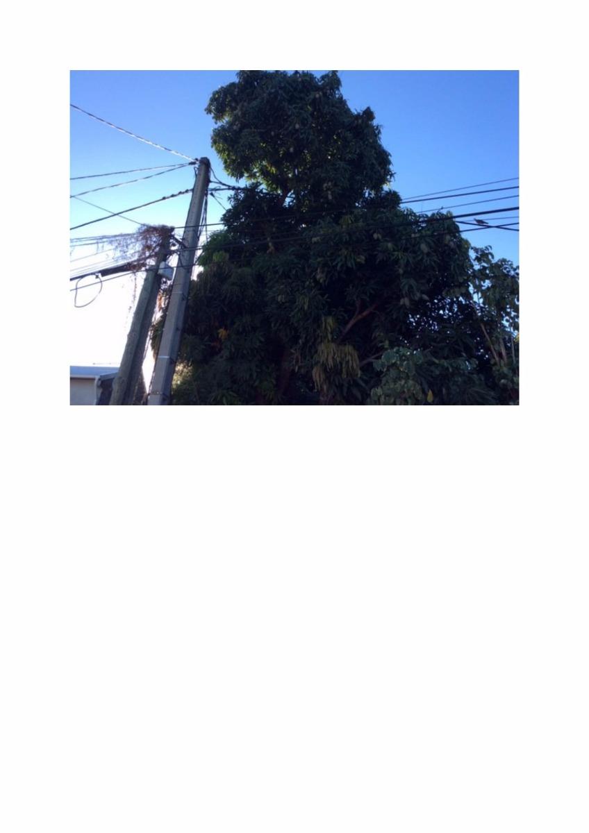 Travaux d'élagage arbre avant