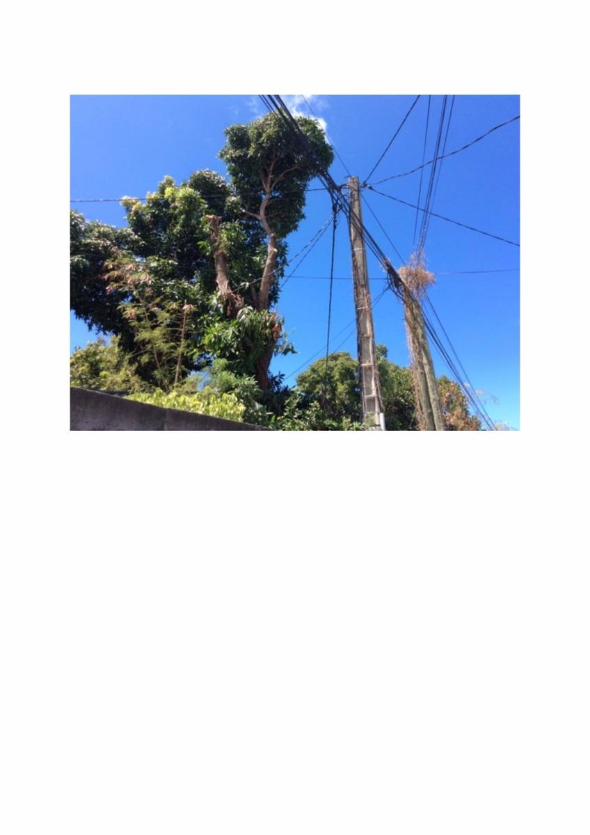 Travaux d'élagage arbre après