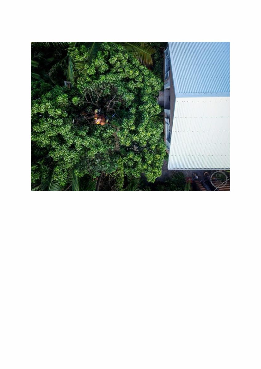 Abattage d'arbre à la Réunion avant