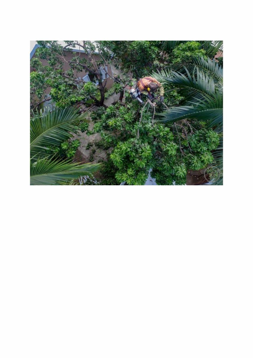 Abattage d'arbre à la Réunion après