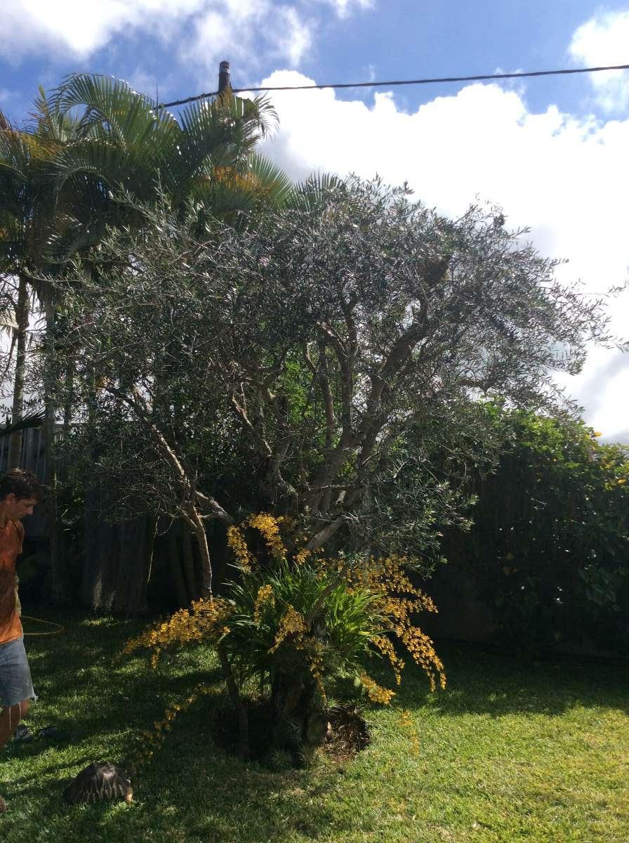 Elagage arbre après