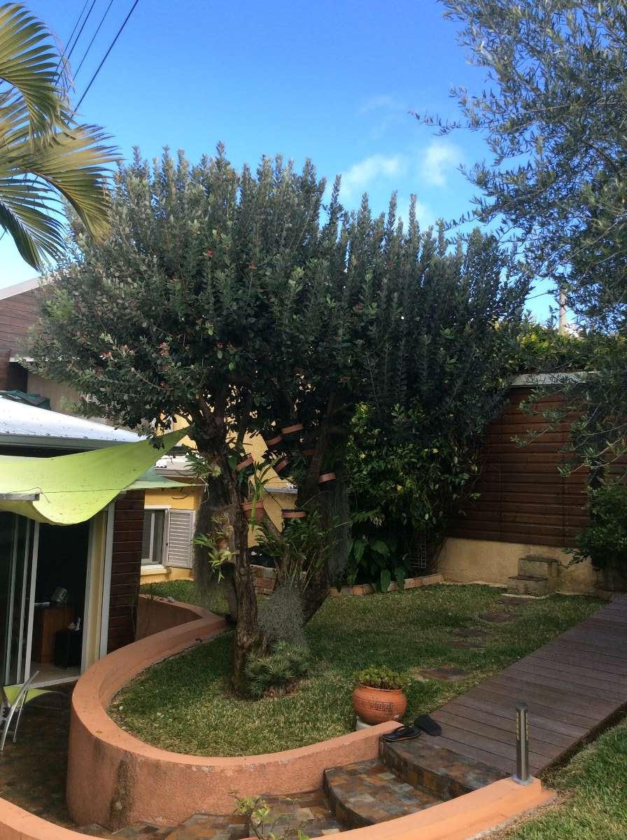 Elagage arbre à la Réunion