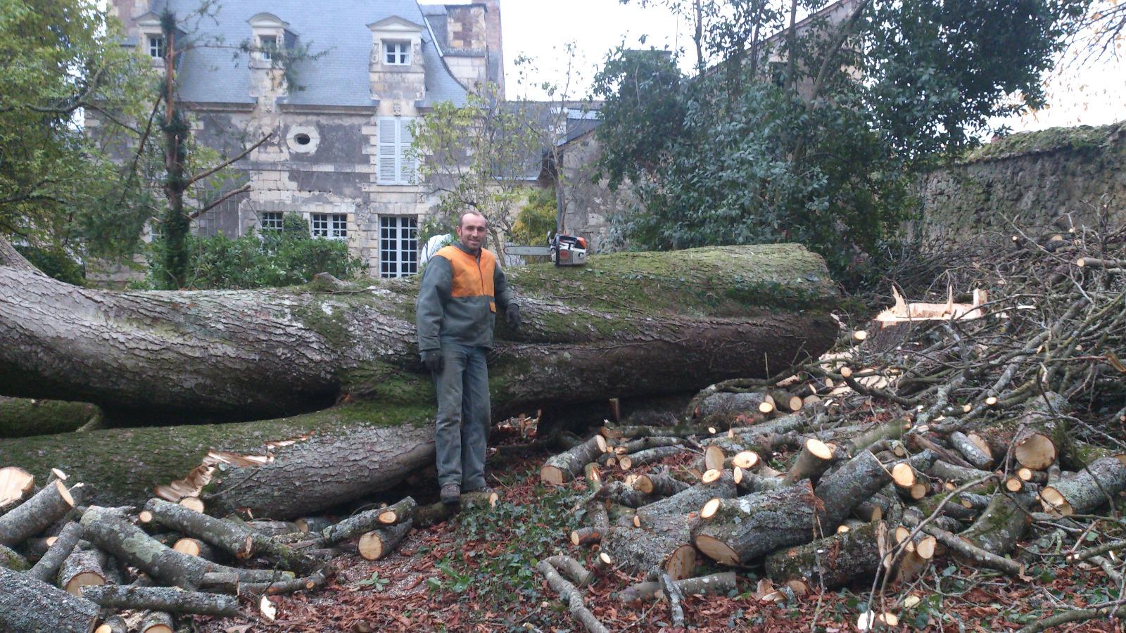 Abattage dangereux à Vieil-Baugé