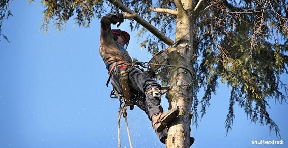 Bouget Élagage pour l'abattage d'arbres dangereux près de Baugé-en-Anjou