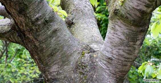 Bouget Élagage pour les soins des arbres près de Brion