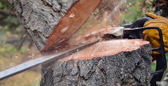 Bouget Élagage pour l'élagage et l'abattage d'arbres au Vieil-Baugé