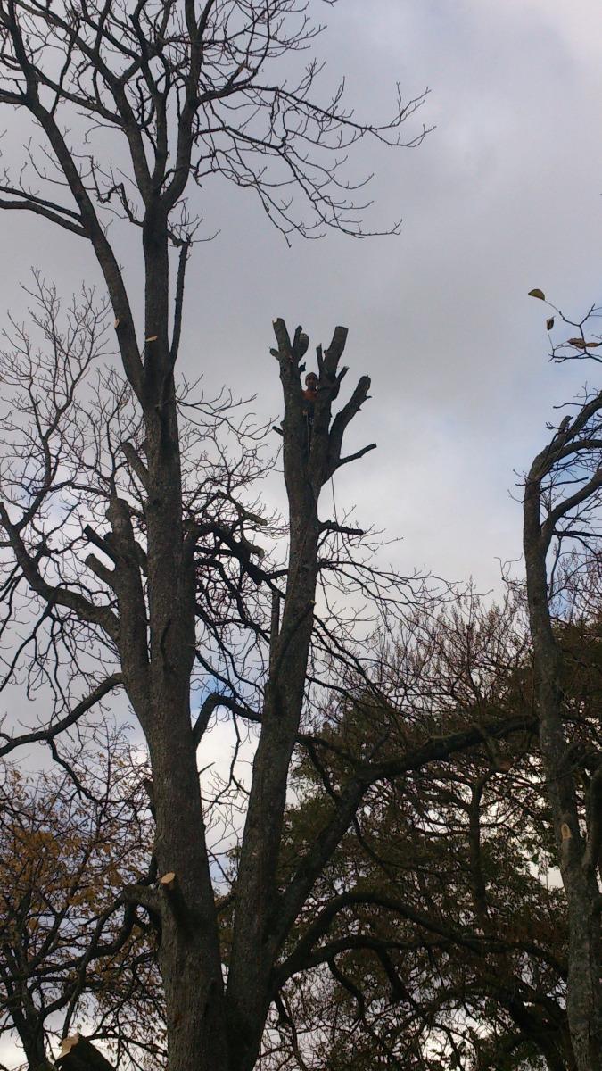 Elagage - travaux en hauteur  à Vieil-Baugé