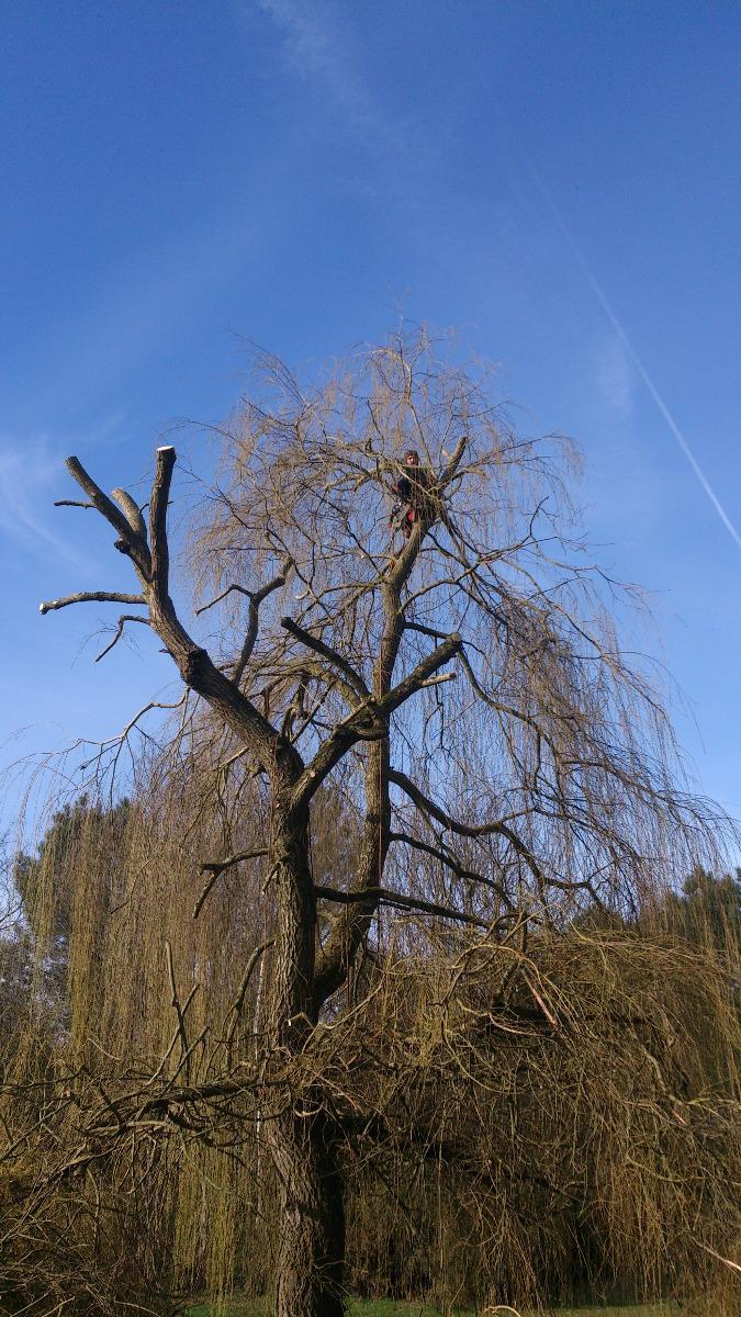 Elagage à Vieil-Baugé