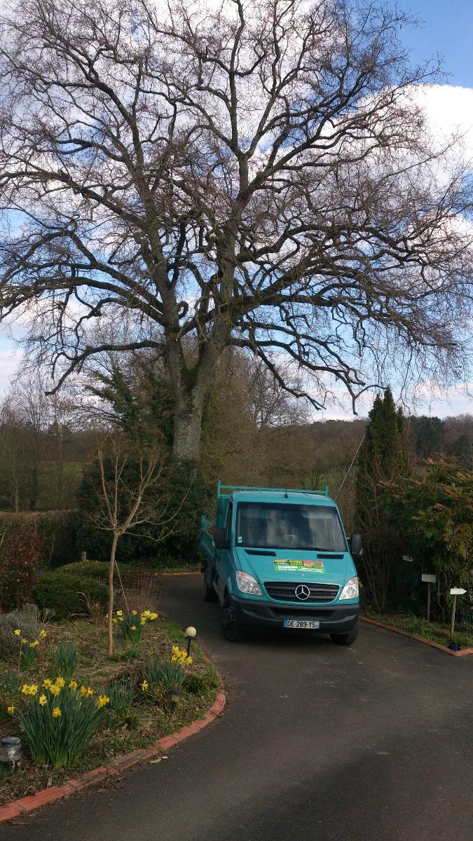 Taille d'arbre entretien d'arbres